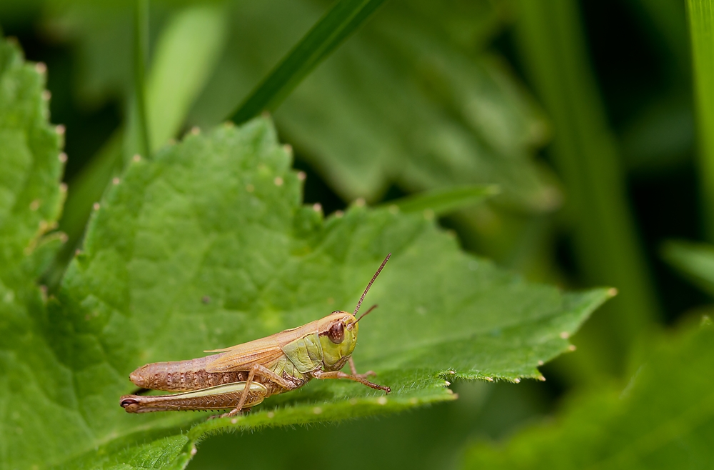 DSC_2556 Kopie verkl..jpg