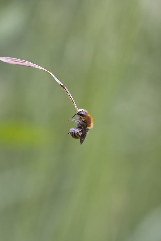 Hummel 2.jpg
