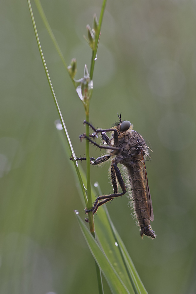 2011_06_17_0738_v1.jpg