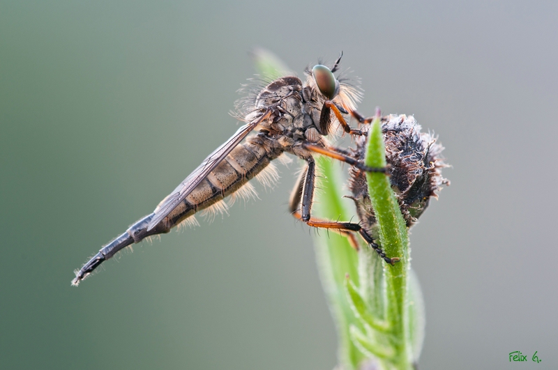 comp_DSC_2410.jpg