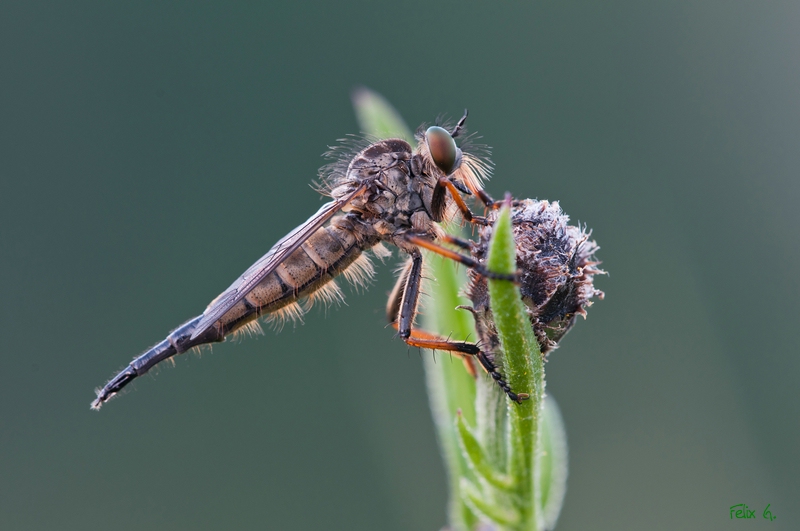 comp_DSC_2409.jpg
