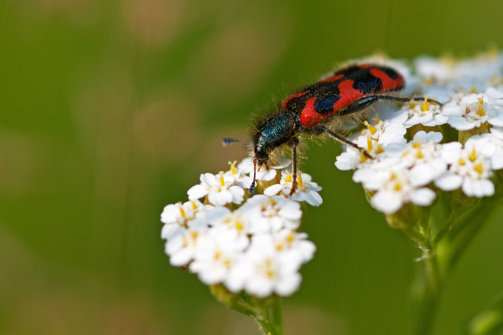 Bienenkäfer_1.jpg