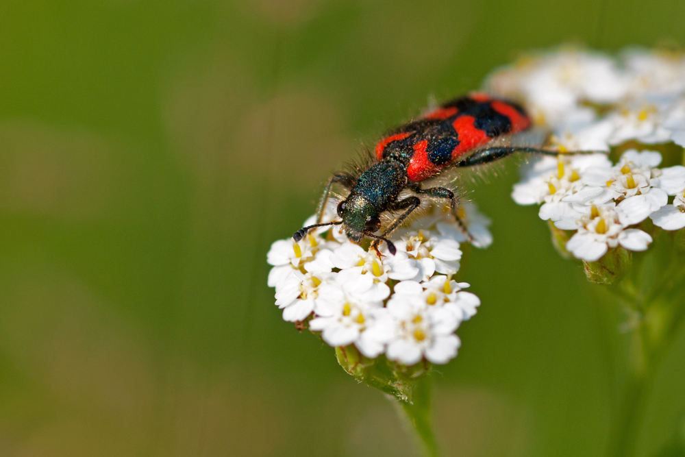 Bienenkäfer_2.jpg