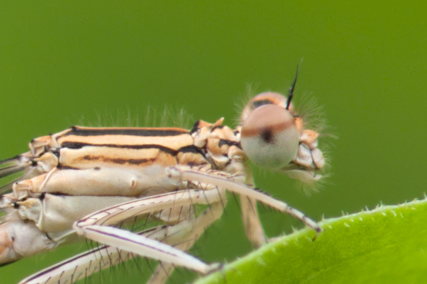 P1080949crop.jpg