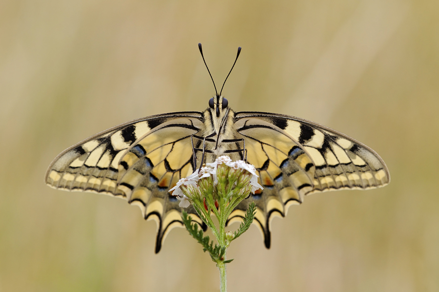 IMG_9077_1 Kopie.jpg