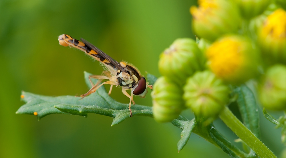 DSC_3374 Kopie verkl..jpg