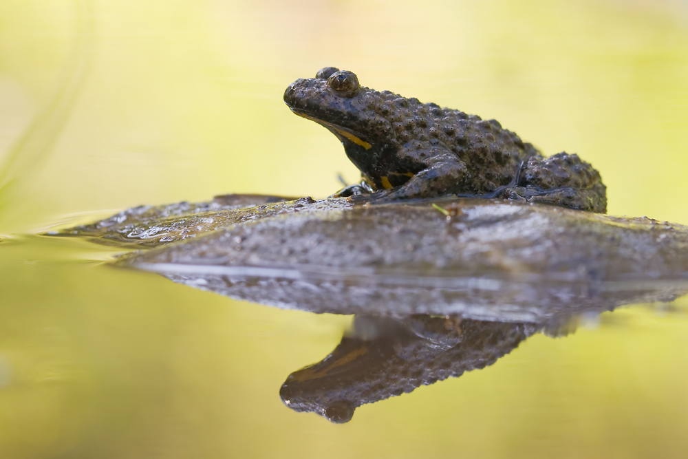 IMG_3024-Unke-Spiegelung-GGL.jpg