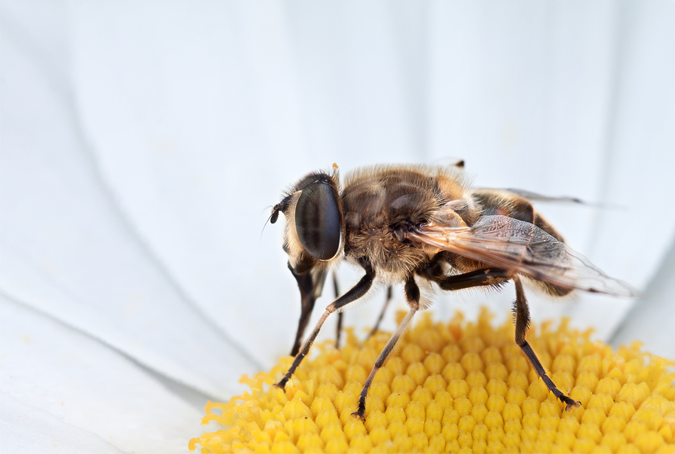 _MG_8470_1000 px.jpg