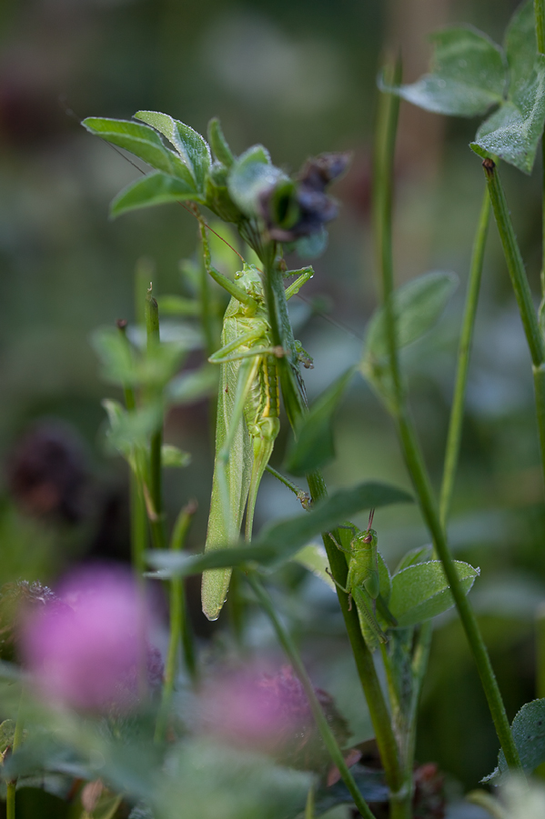 20110703-Tettigonia viridissima - Grünes Heupferd - Weibchen-3.jpg