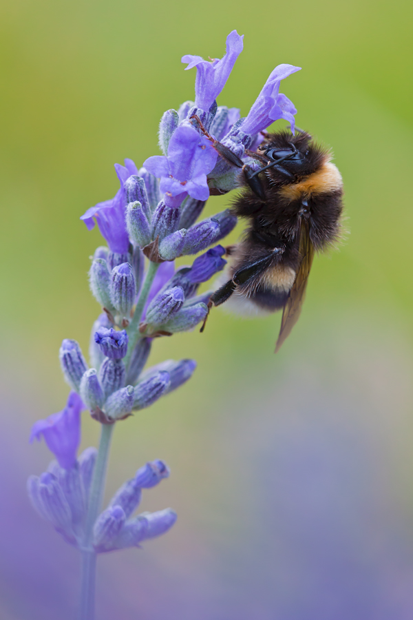 Hummel-04-20072011.jpg