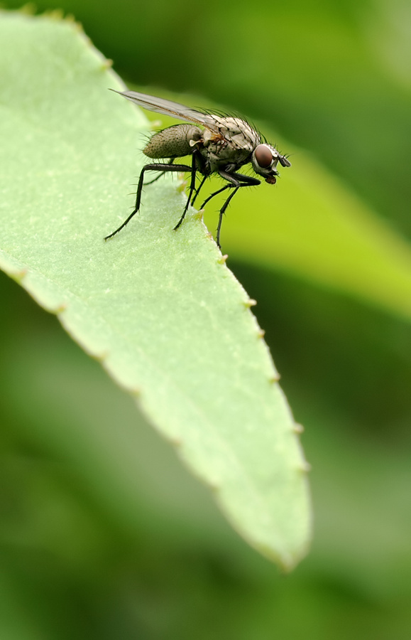 Fliege 2_filtered.jpg