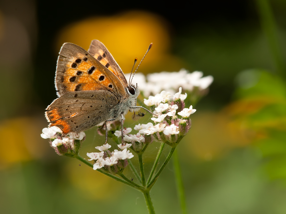 20110728_513_DSC_6708a.jpg
