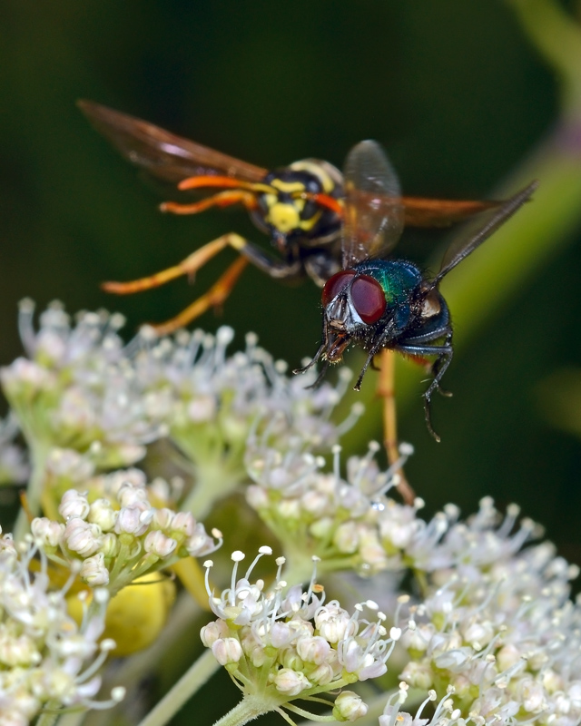 D7K_6845.jpg