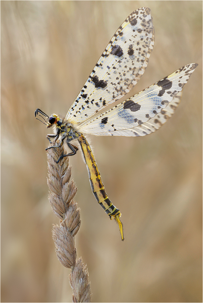 Palperas_libelluloides_DSC6867_72.jpg