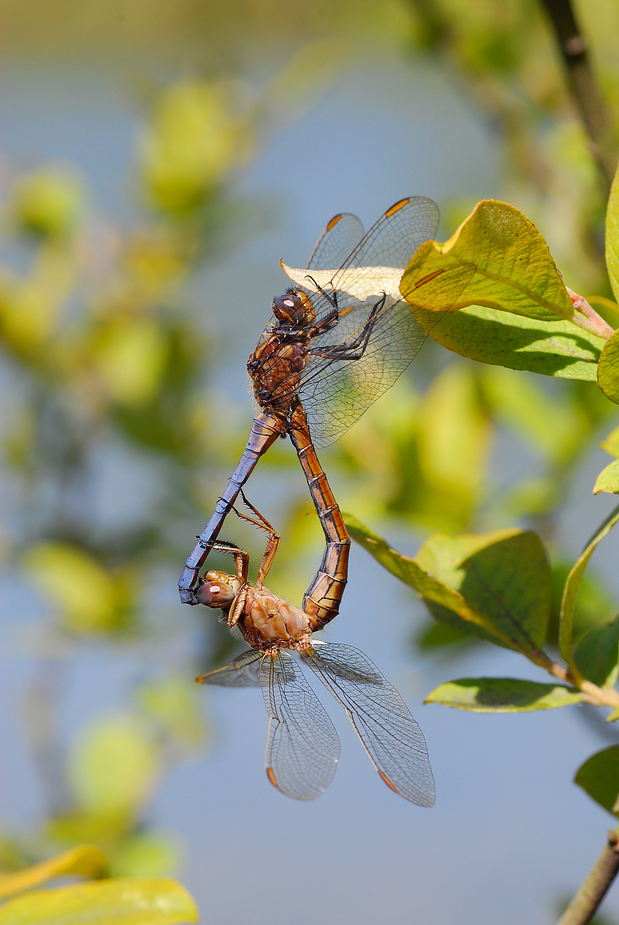 Kl. Blaupfeil_passig_gemacht (1).jpg