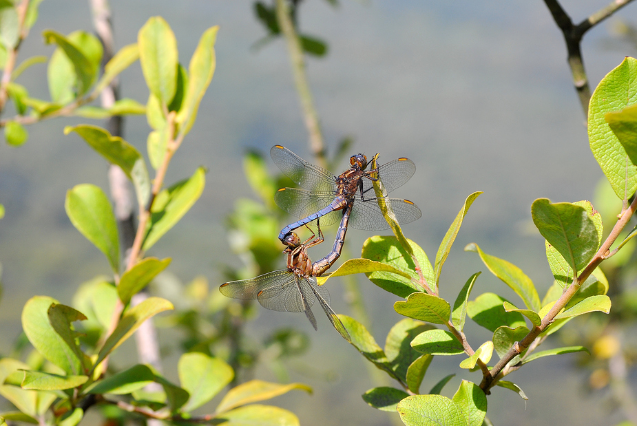 Kl. Blaupfeil_passig_gemacht.jpg