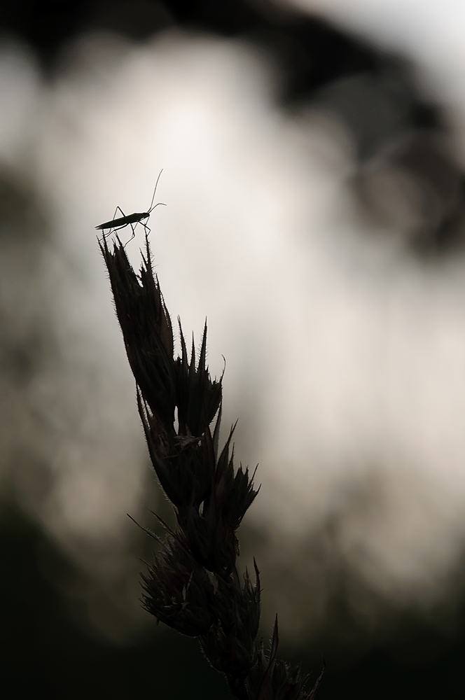 DSC_0067 Kopie neu verkl..jpg