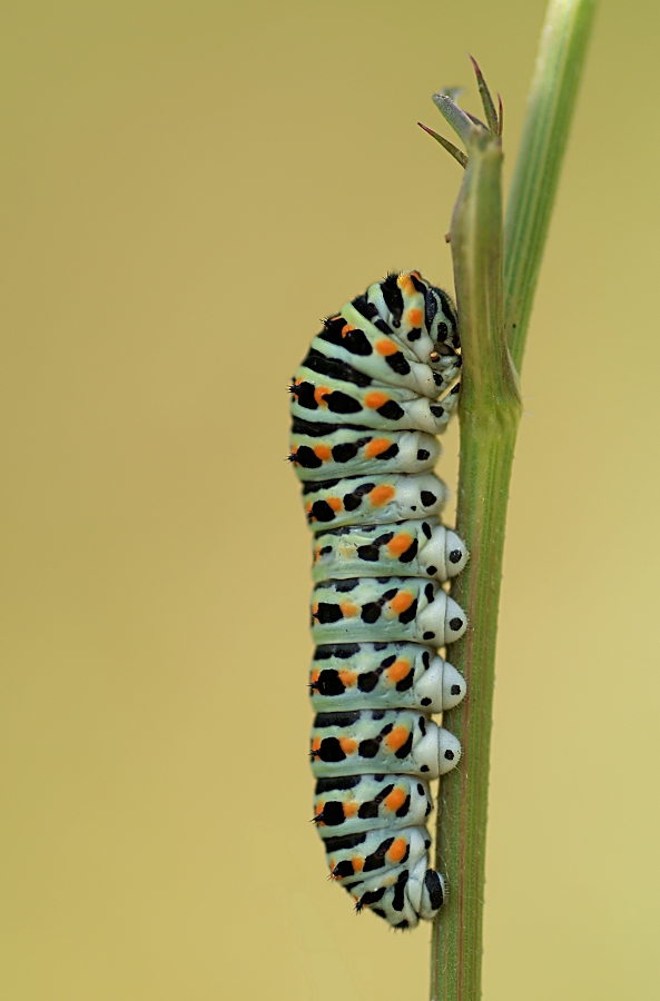 DSC05594 beschnitten und gestempelt.jpg