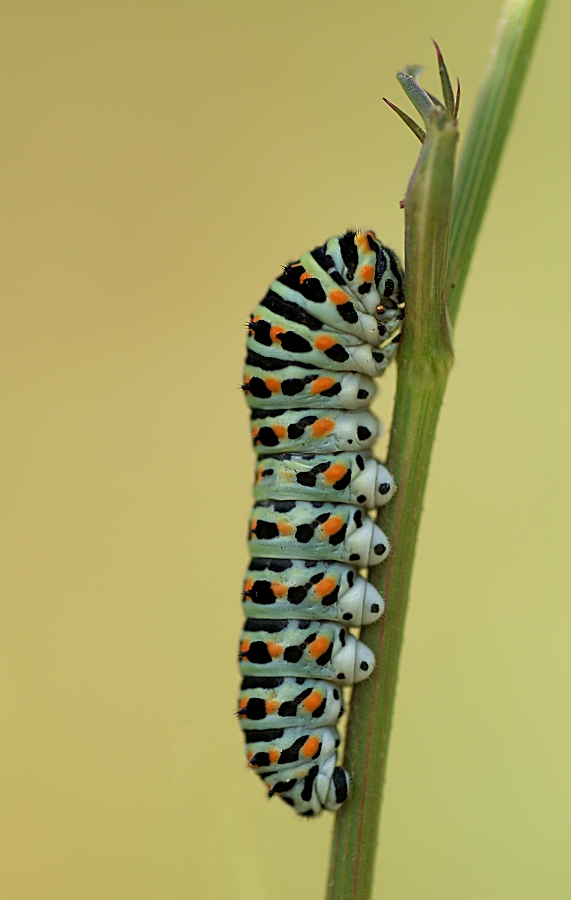 DSC05583 beschnitten und gestempelt.jpg