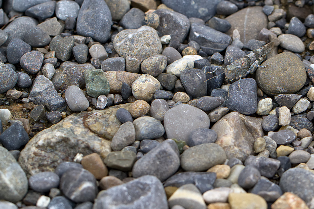 _MG_9215 Sandschrecke.jpg