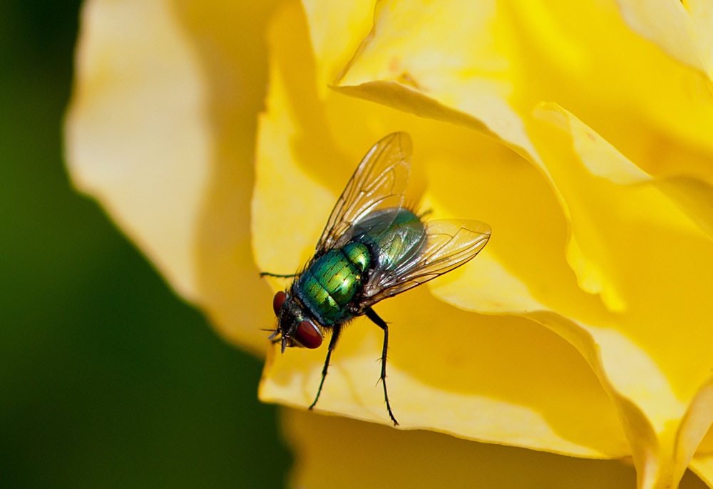 Grüneauf Gelb_2.jpg