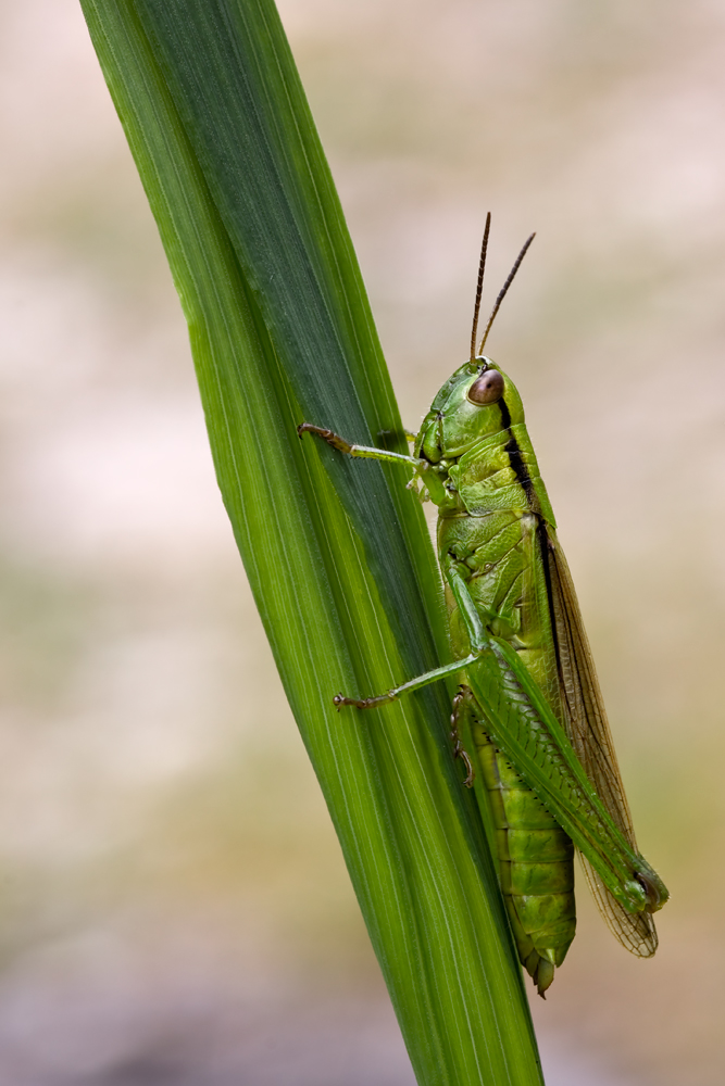 9274F13-Sec0,6-ISO-200.jpg