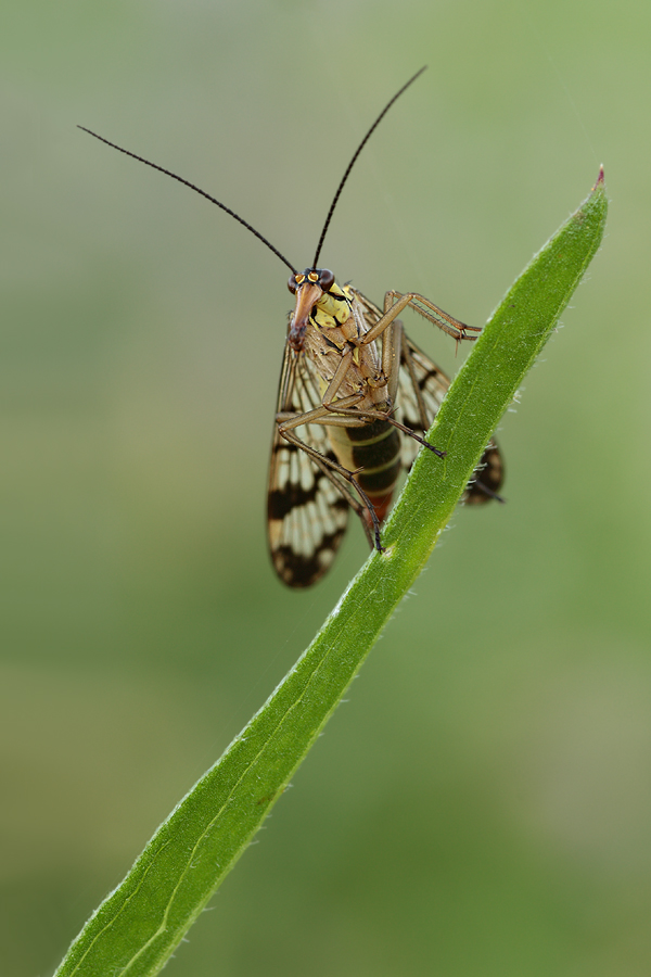 Skorpionsfliege-a25454221.jpg