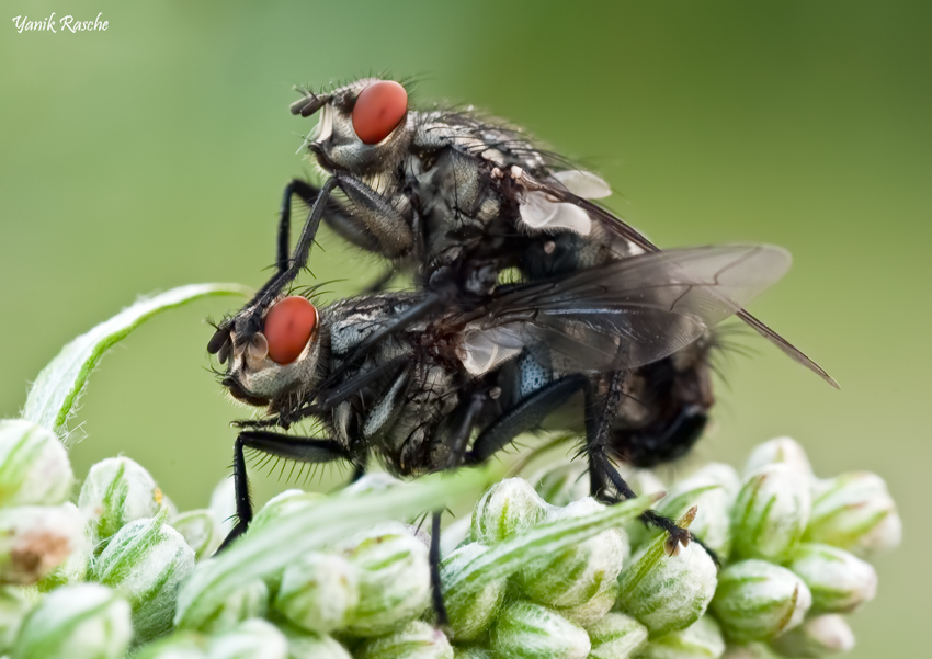 fliegen_sex__885.jpg