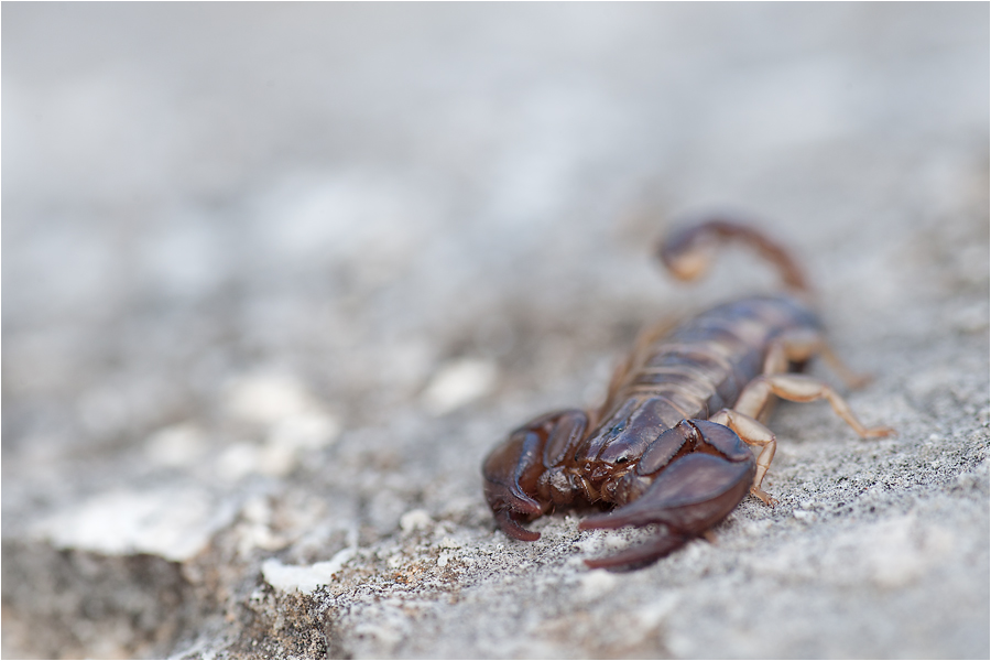skorpion1.jpg