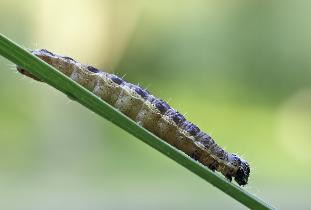 2011 05 01_0497-Bearbeitet.jpg