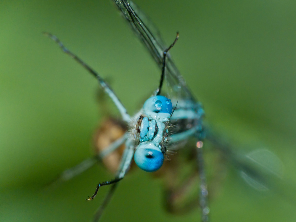 libelle3-tod.jpg