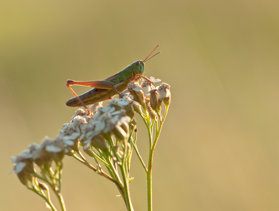Gemeiner Grashüpfer-9104.jpg