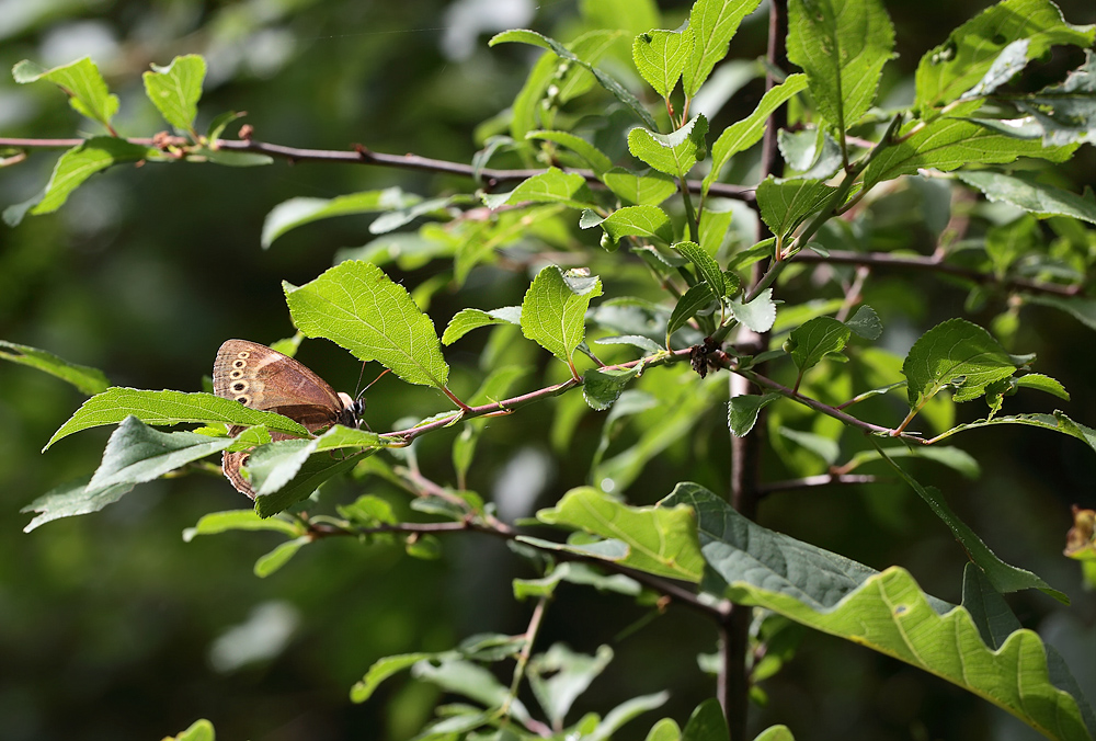 Falterglück im Mittelwald 02.jpg