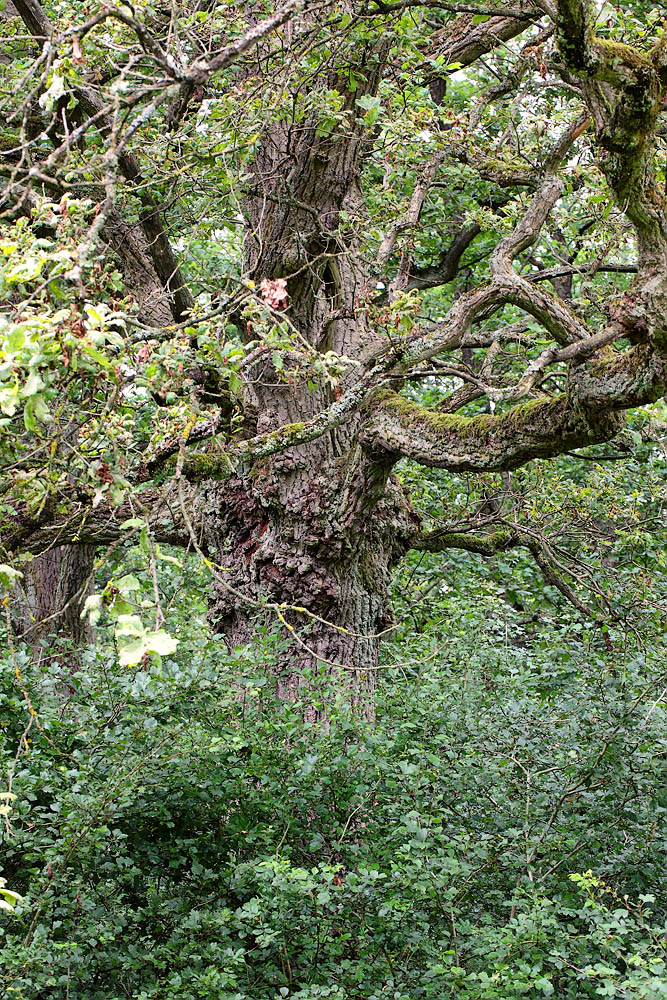 Falterglück im Mittelwald 01.jpg