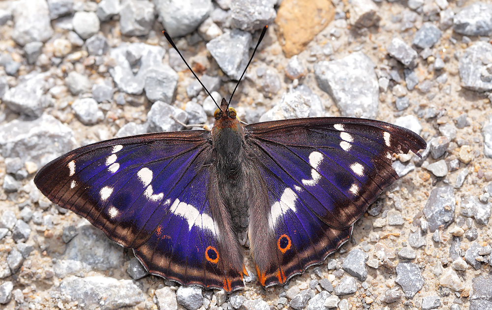 Falterglück im Mittelwald 10.jpg