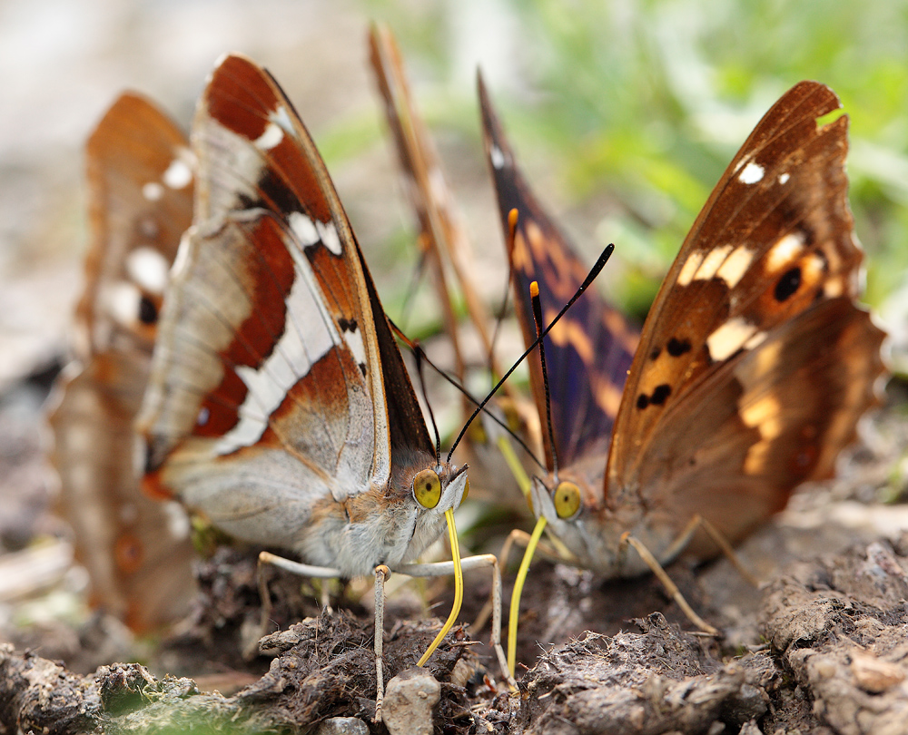 Falterglück im Mittelwald 09.jpg