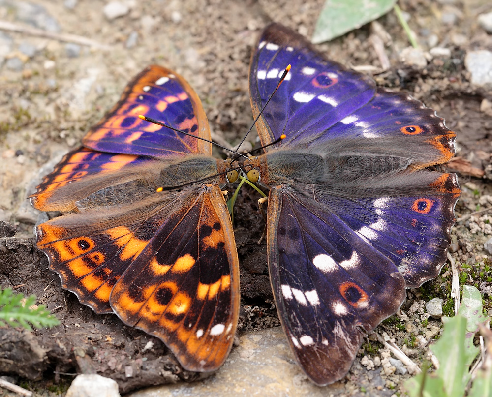 Falterglück im Mittelwald 08.jpg