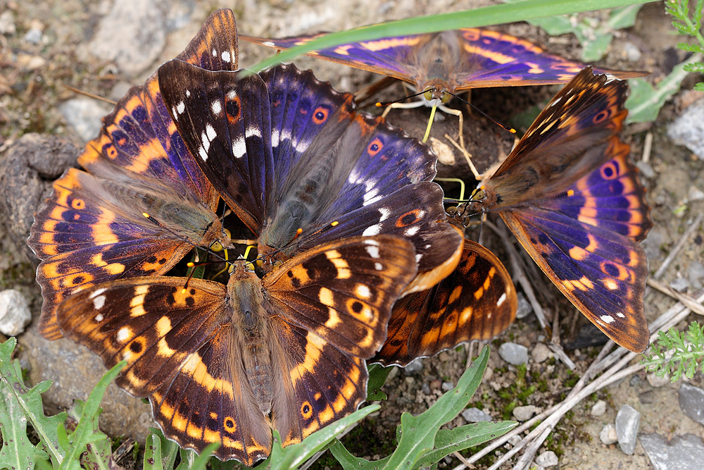 Falterglück im Mittelwald 07.jpg