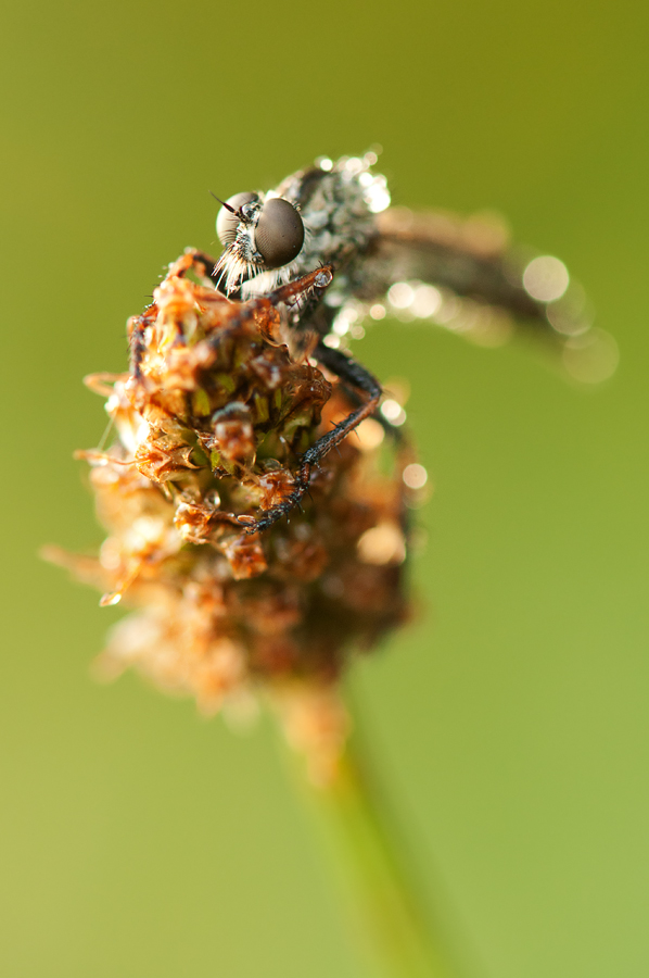 DSC_7700-MF.jpg