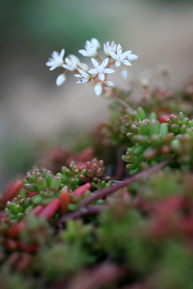 img_4047_2011_08_25_sedum_133.jpg