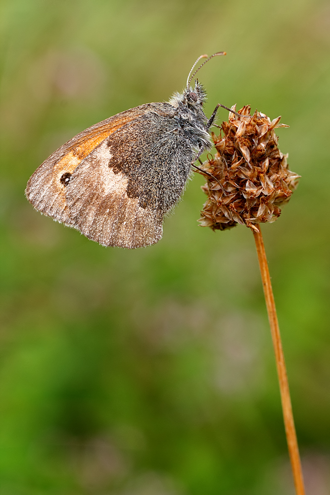 Coenonympha pamphilus.jpg