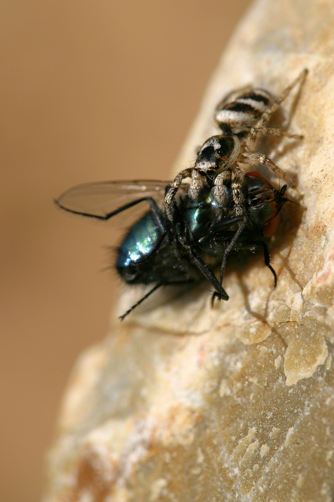 IMG_4280_2011_08-28_Zebra-Springspinne-mit Fliege_HF.JPG