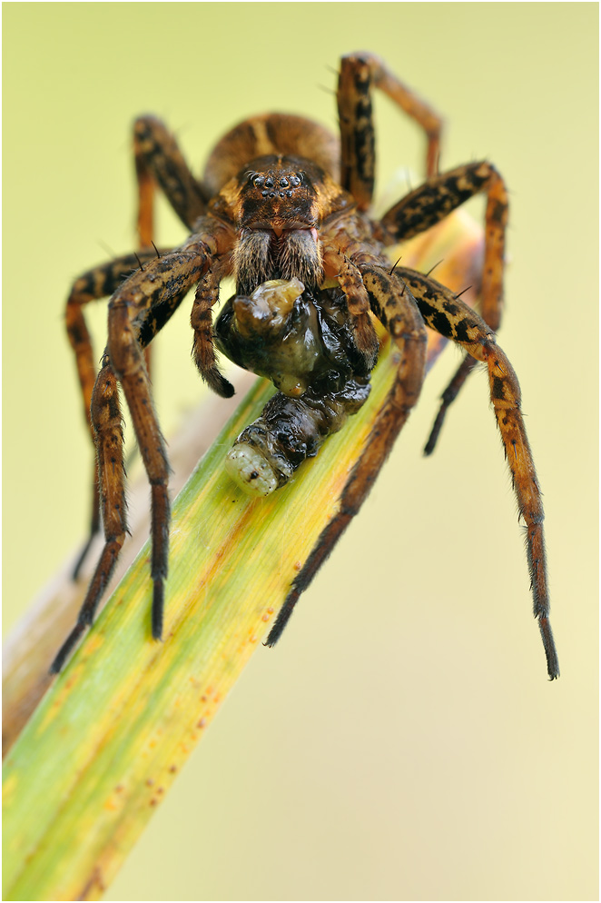 Dolomedes_plantarius_DSC_8868_1.jpg