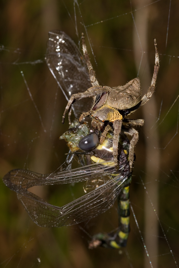 spinne6_317.jpg