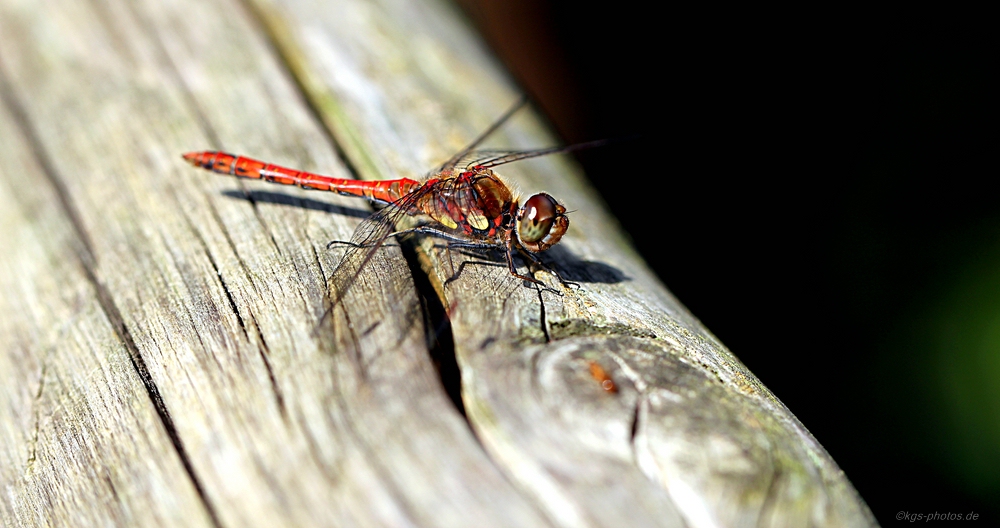 Libelle III - 16-09-2011.jpg