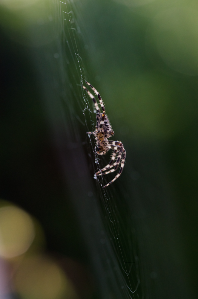 Gartenkreuzspinne2.jpg