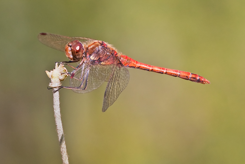 Libelle_6.jpg