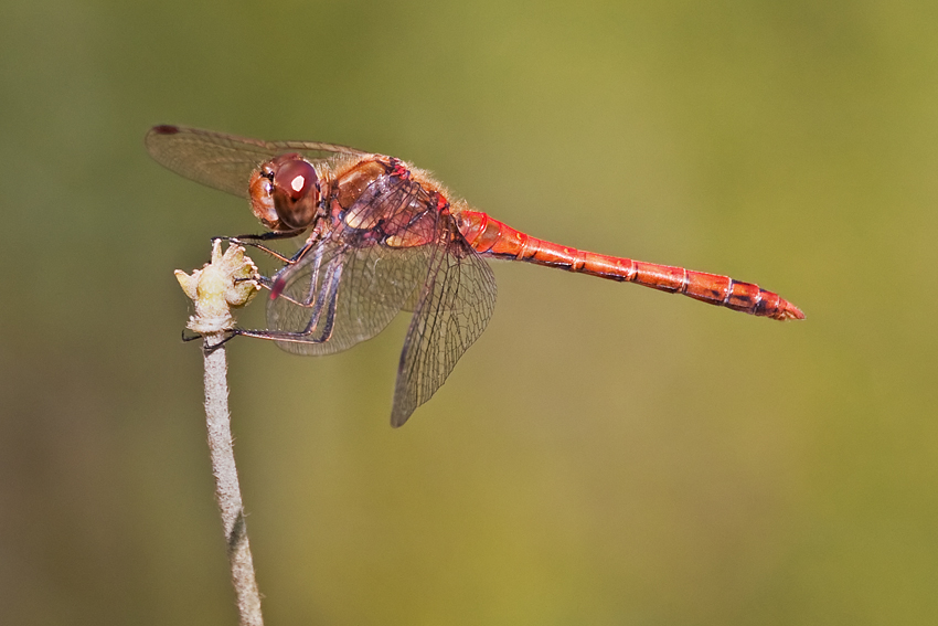 Libelle_6.jpg