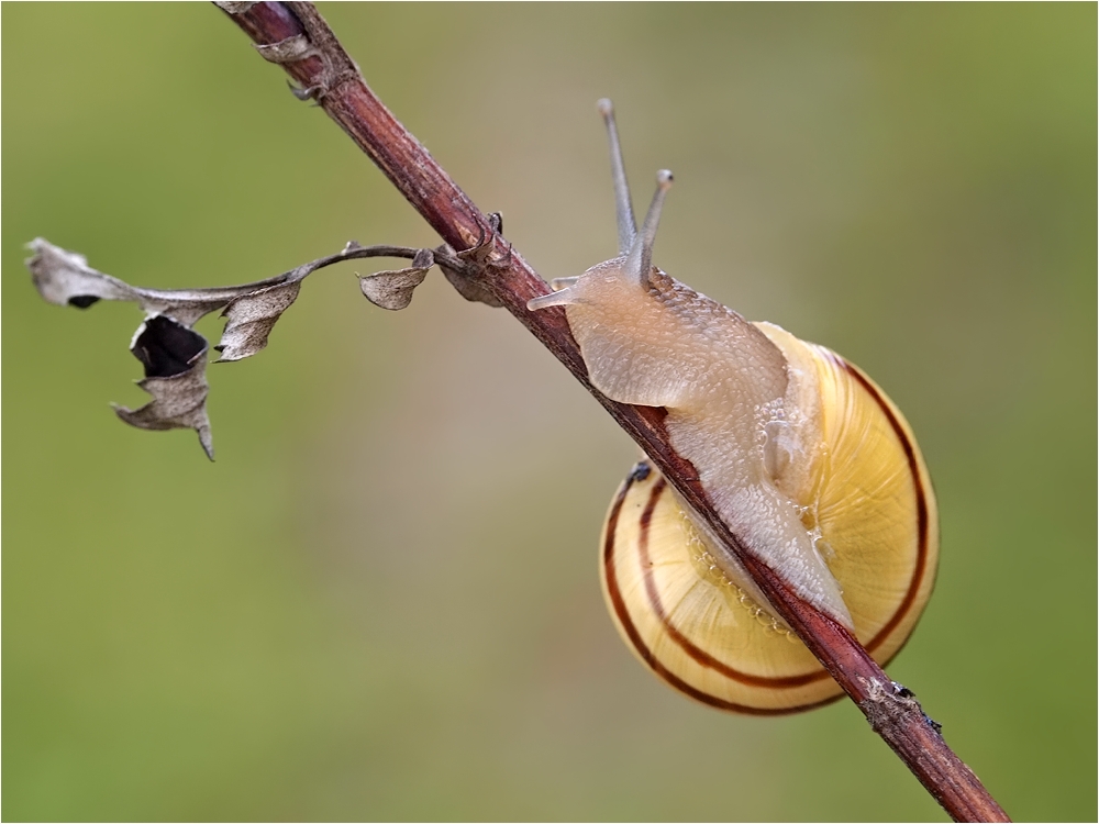Schnecke Herbst.jpg