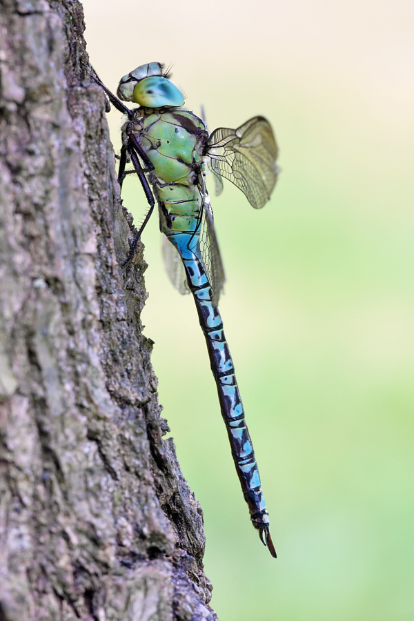 Aeshna-viridis_m_hf_IMG_349.jpg